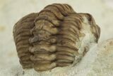 Enrolled Kainops Trilobite - Black Cat Mountain, Oklahoma #241426-3